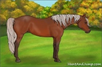 Horse Color:Silver Bay 