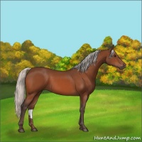 Horse Color:Silver Bay 