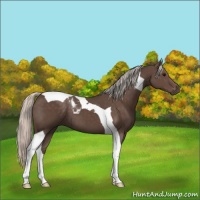 Horse Color:Silver Black Tobiano 