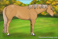 Horse Color:Palomino 