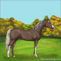 Horse Color:Silver Black 