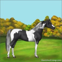 Horse Color:Black Tobiano