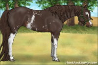 Horse Color:White Spotted Liver Chestnut 