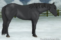 Horse Color:Black 