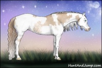 Horse Color:Chocolate Palomino Pearl Sabino Appaloosa Rabicano  and Buckskin Pearl Sabino Appaloosa Rabicano 