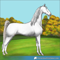 Horse Color:Chocolate Palomino Pearl Sabino Appaloosa Rabicano  and Gray Chocolate Palomino Pearl Sabino Appaloosa Rabicano 