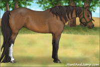 Horse Color:Buckskin 