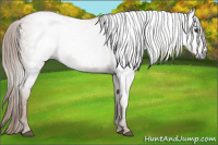 Horse Color:Gray Chestnut 
