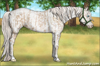 Horse Color:Chocolate Palomino Pearl Sabino Tobiano Rabicano and Chocolate Palomino Pearl Sabino Appaloosa Rabicano