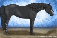 Horse Color:Black and Black