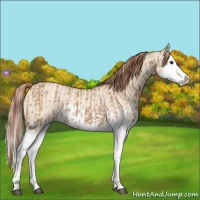 Horse Color:Red Dun Splash  and Gold Champagne Dun Splash 