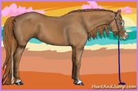 Horse Color:Chestnut Splash Tobiano