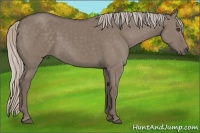 Horse Color:Silver Grullo 