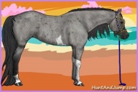 Horse Color:Grullo Roan Tobiano 