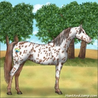 Horse Color:Chestnut Appaloosa 