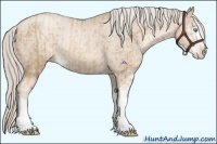 Horse Color:Chocolate Palomino Pearl Sabino Appaloosa Rabicano  and Chocolate Palomino Pearl Sabino Appaloosa Rabicano 