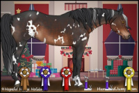 Horse Color:White Spotted Brown Sabino