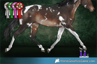 Horse Color:White Spotted Brown Tobiano 