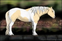 Horse Color:Palomino Dun Tobiano 