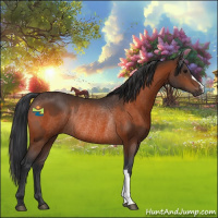 Horse Color:Bay Rabicano  and Bay Rabicano 