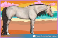 Horse Color:White Spotted Bay Roan Dun