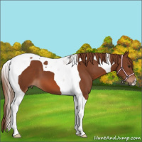 Horse Color:Chestnut Tobiano