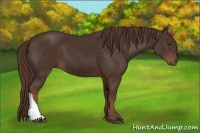 Horse Color:Liver Chestnut 