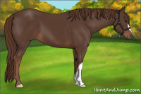 Horse Color:Liver Chestnut 