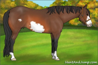 Horse Color:Bay Frame