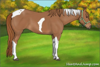 Horse Color:Chestnut Tobiano