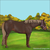 Horse Color:Liver Chestnut 