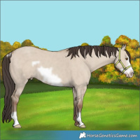 Horse Color:Classic Champagne Dun Frame 