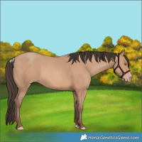 Horse Color:Amber Champagne 