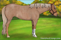 Horse Color:Red Roan 