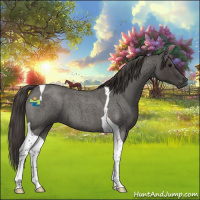 Horse Color:Smoky Blue Roan Tobiano