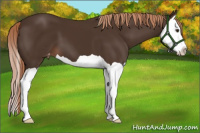 Horse Color:Liver Chestnut Splash Appaloosa 