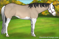 Horse Color:Bay Dun Splash 