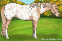 Horse Color:Gold Champagne Appaloosa 