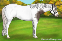 Horse Color:Liver Chestnut Tobiano Frame Rabicano 