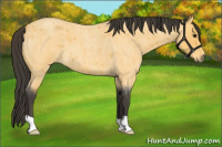 Horse Color:Buckskin Roan 