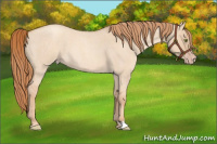 Horse Color:Gold Champagne Roan Dun 