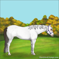 Horse Color:White Spotted Bay Frame Rabicano