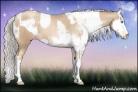 Horse Color:Chocolate Palomino Pearl Sabino Appaloosa Rabicano  and Chocolate Palomino Pearl Sabino Appaloosa Rabicano 