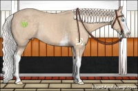 Horse Color:White Spotted Silver Perlino Sabino Splash Rabicano 