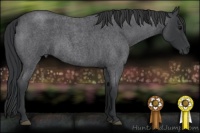 Horse Color:Blue Roan 