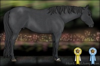 Horse Color:Blue Roan 
