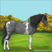 Horse Color:Blue Roan Tobiano