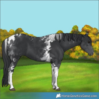 Horse Color:Black Tobiano