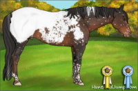 Horse Color:Liver Chestnut Tobiano Appaloosa