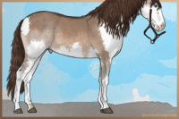 Horse Color:White Spotted Bay Dun Sabino Splash Appaloosa Rabicano